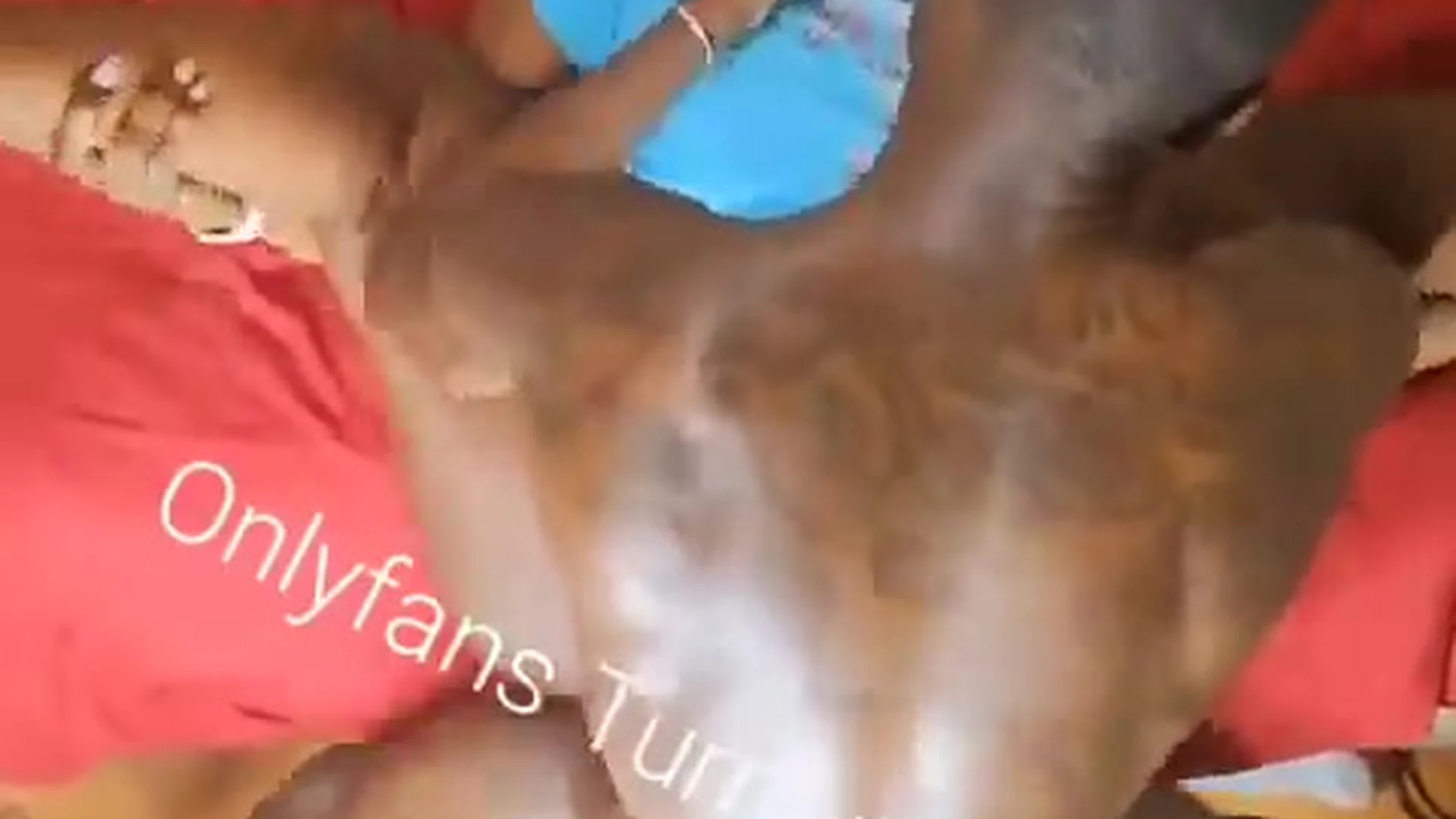 horny thick wife wants her pussy fucked by a bbc bull